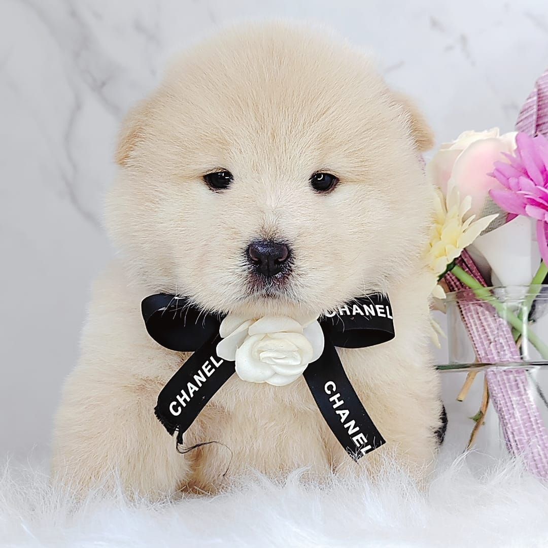 Chow Chow 松狮犬