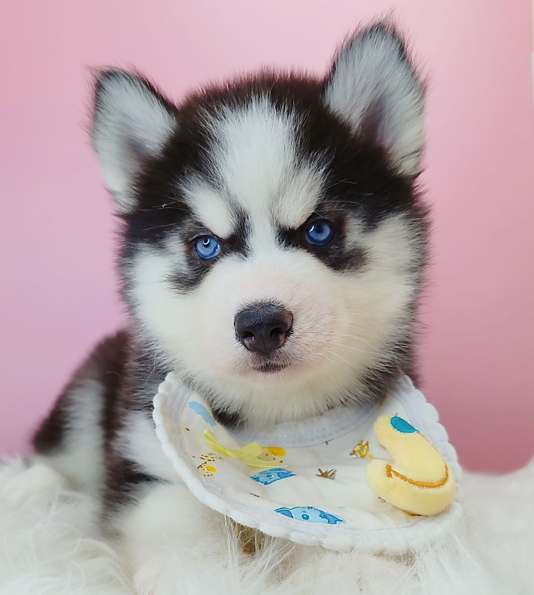 Wooly Husky 长毛哈士奇