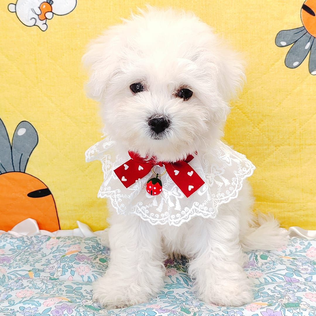 Bichon Frise 比熊