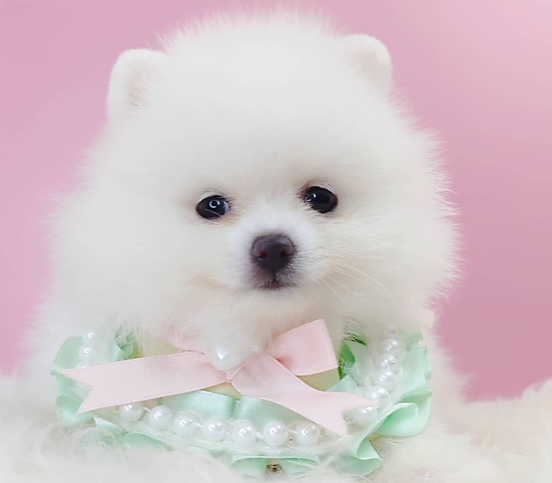 Pomeranian 博美
