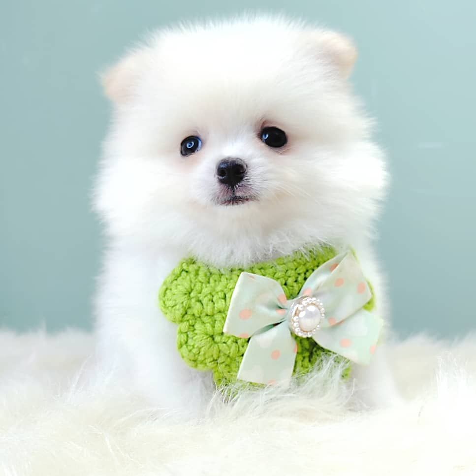 Pomeranian 博美