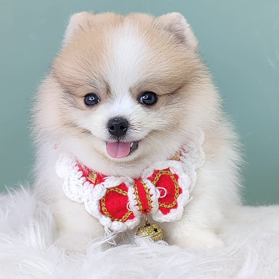 Pomeranian 博美