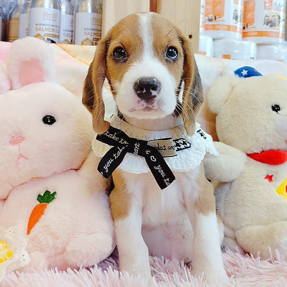 Beagle 米格鲁
