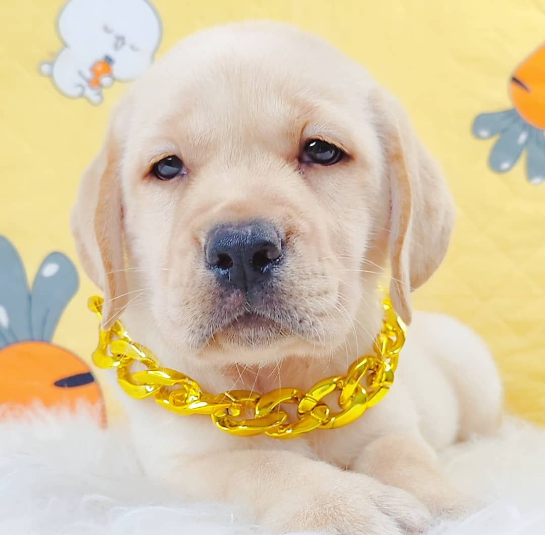 Labrador Retriever 拉布拉多