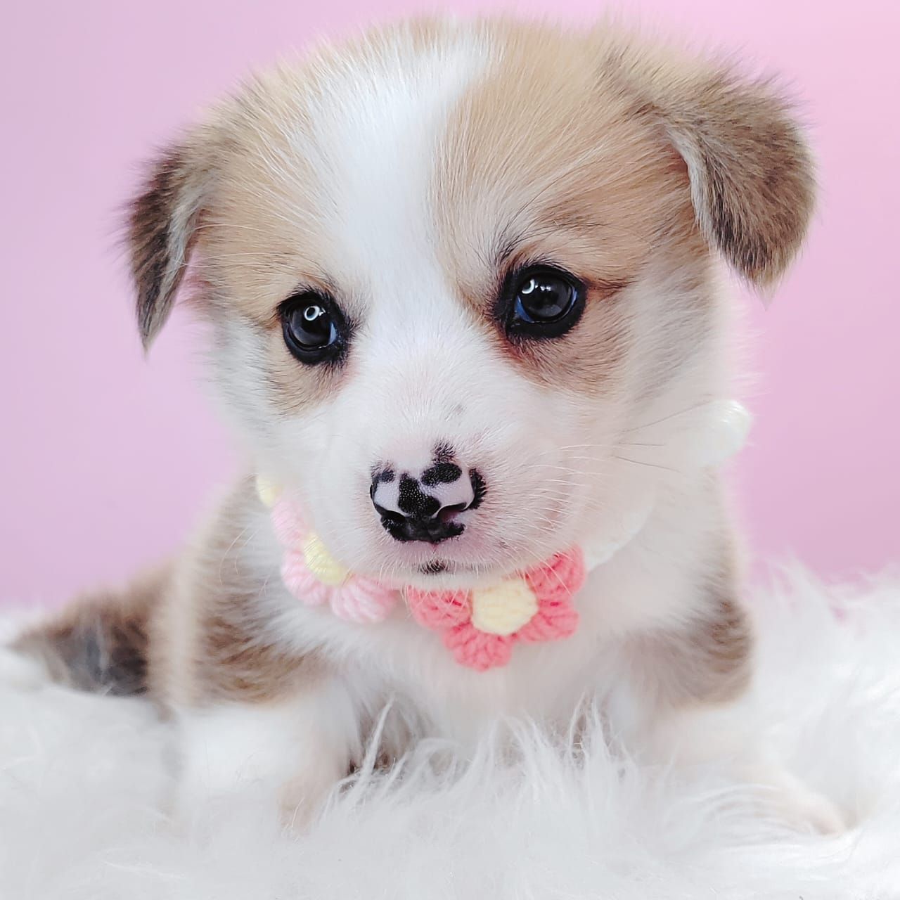 Corgi 柯基
