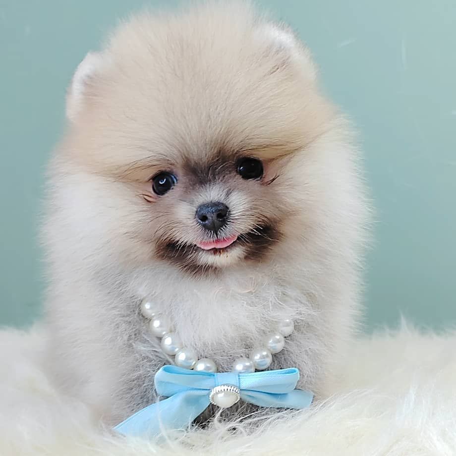 Pomeranian 博美