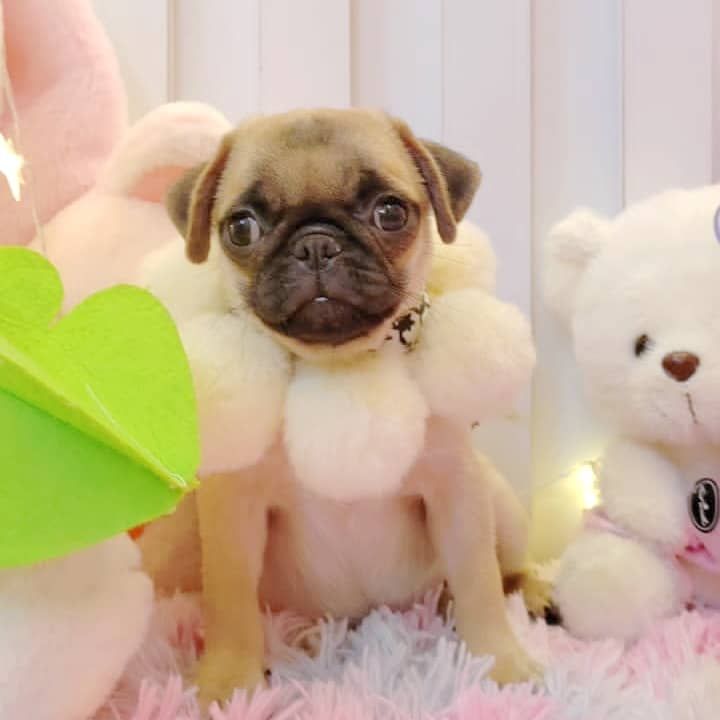 Pug 巴哥