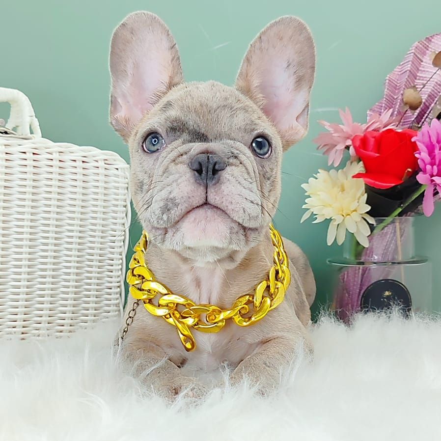French Bulldog 法斗