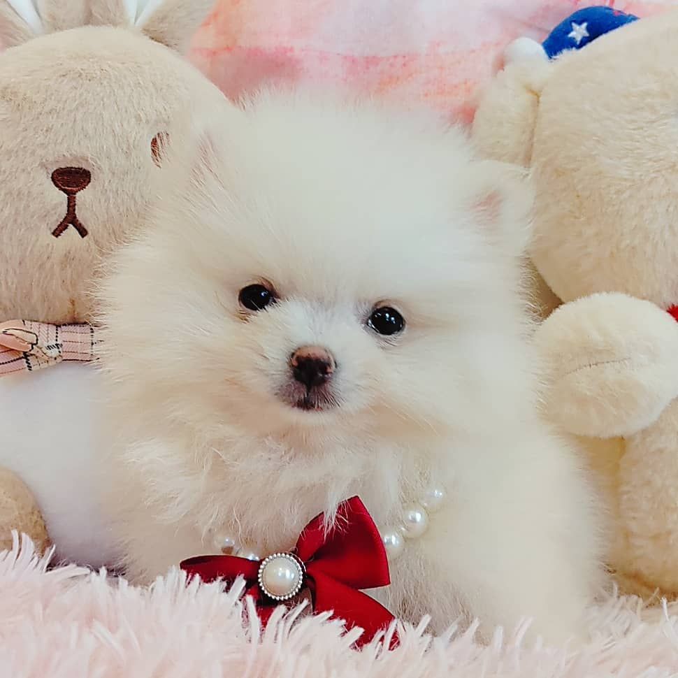Pomeranian 博美