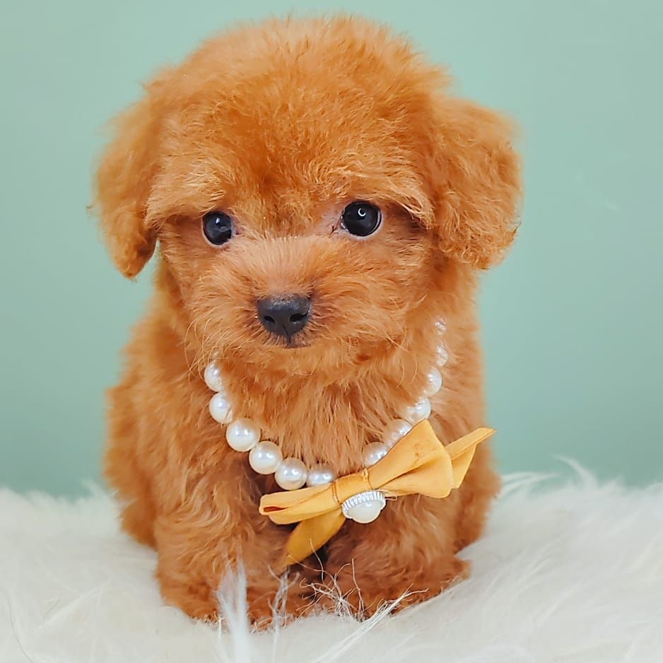 Poodle 娉拌开璐靛