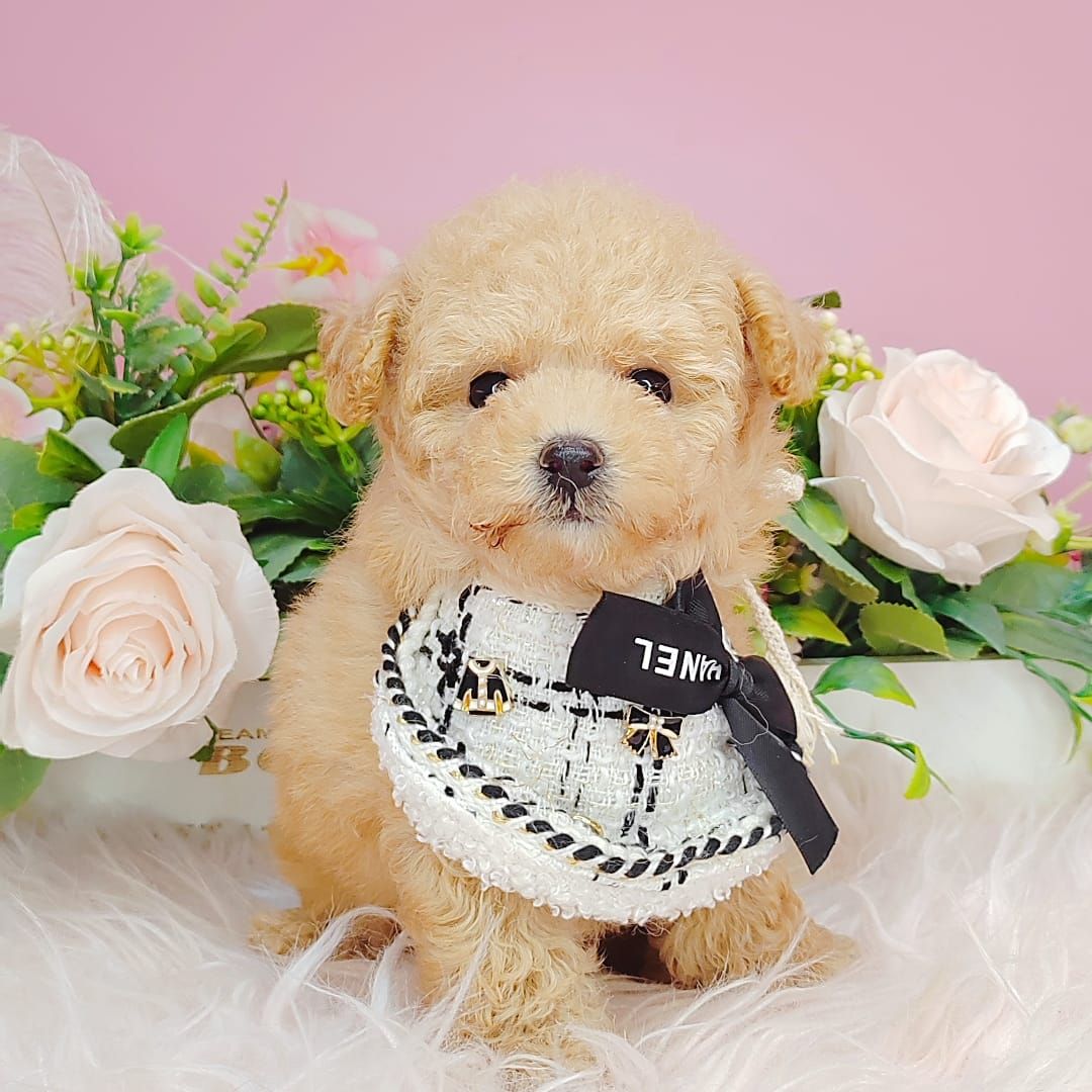 Poodle 娉拌开璐靛