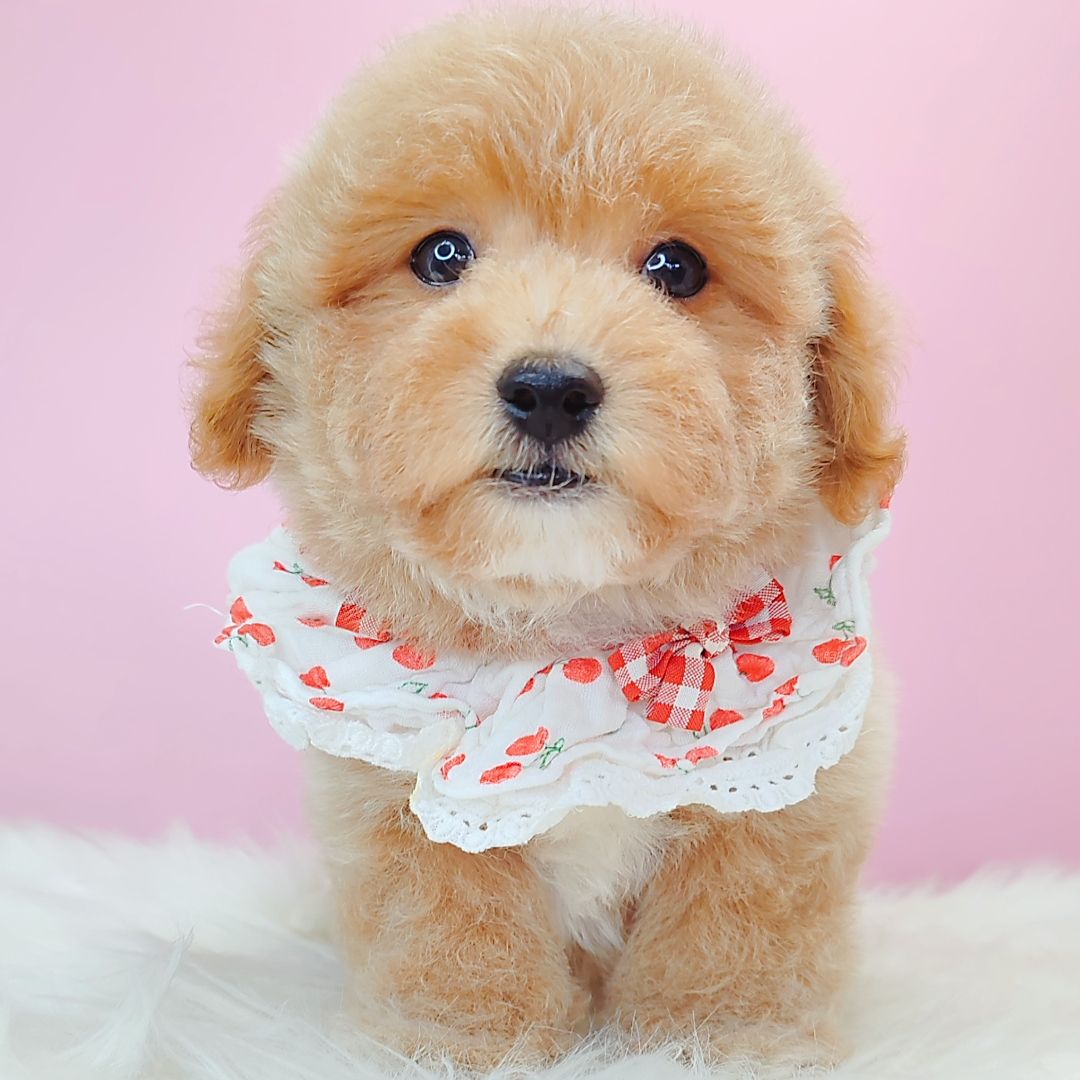 Poodle 娉拌开璐靛