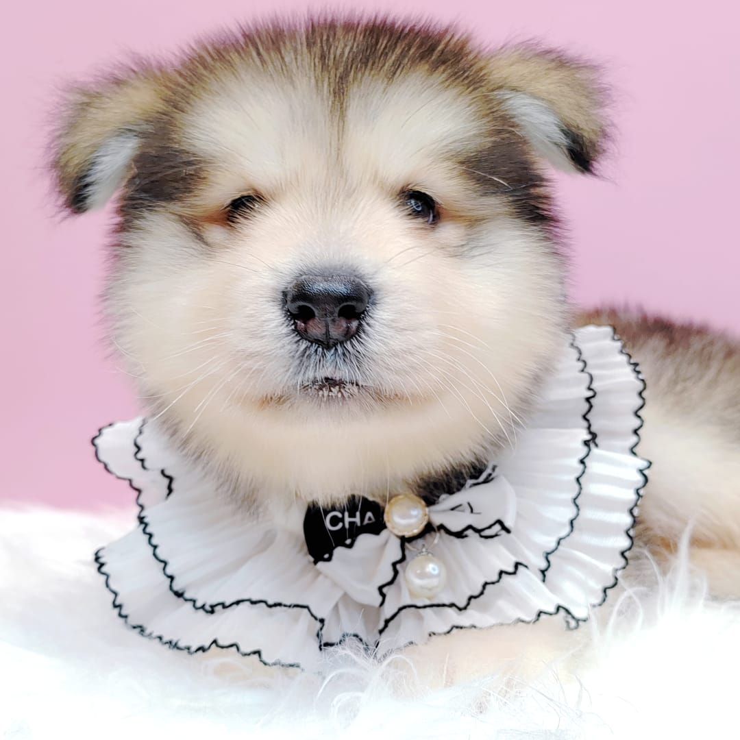 Alaskan Malamute 长毛哈士奇加阿拉斯加