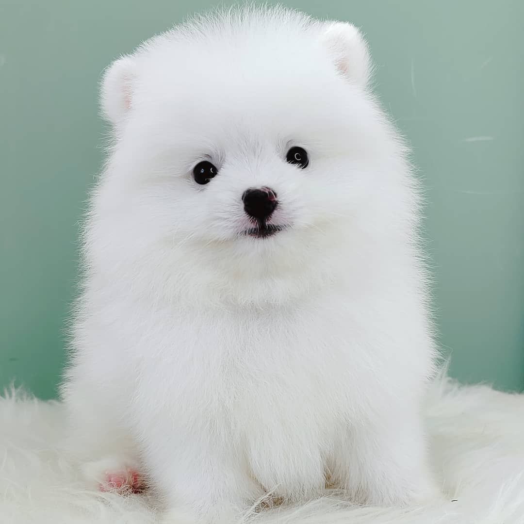 Pomeranian 博美