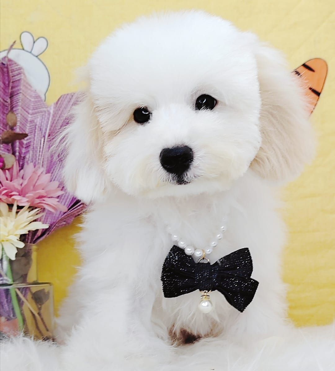 Maltipoo 马尔泰迪