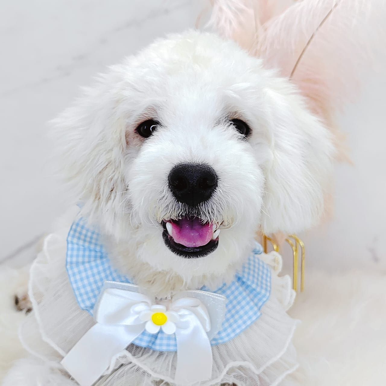Poodle 娉拌开璐靛