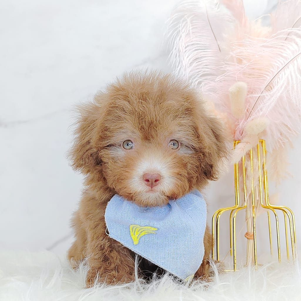 Poodle 娉拌开璐靛