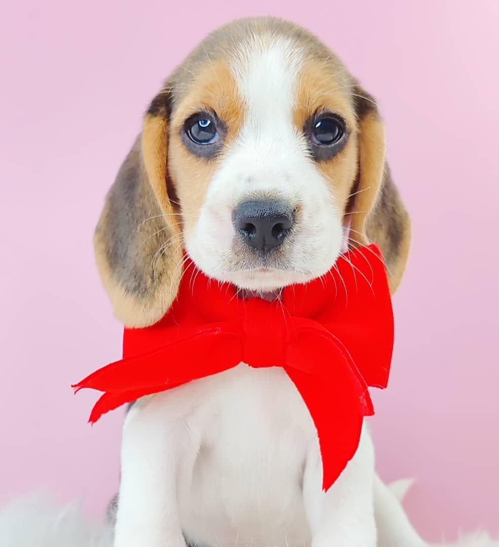 Beagle 米格鲁