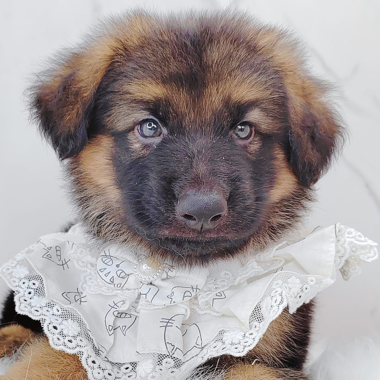 German Shepherd 德国牧羊犬
