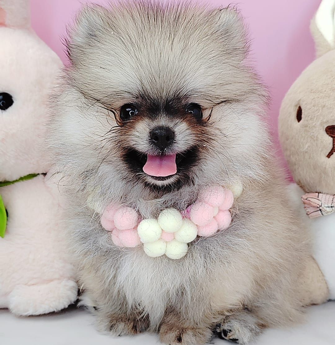 Pomeranian 博美