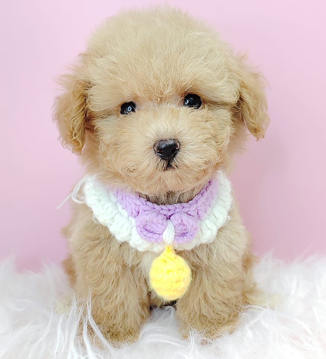 Poodle 娉拌开璐靛
