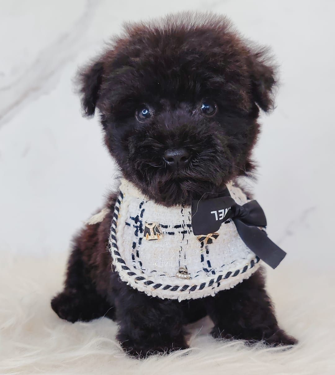 Poodle 娉拌开璐靛