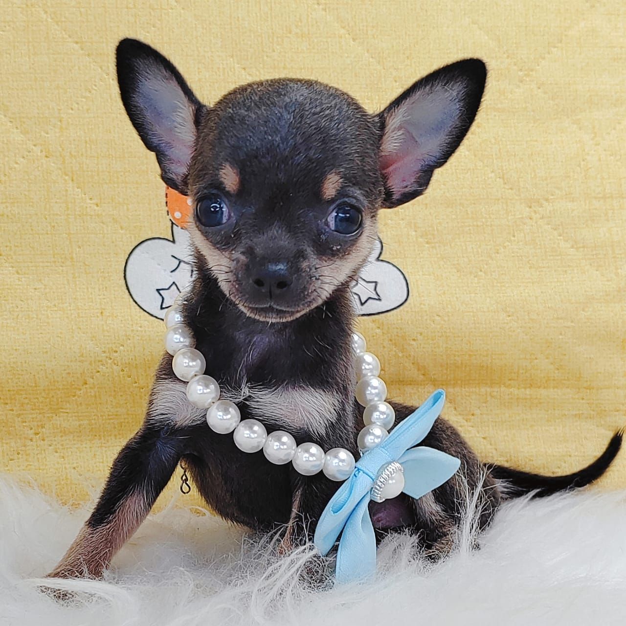 Chihuahua 吉娃娃