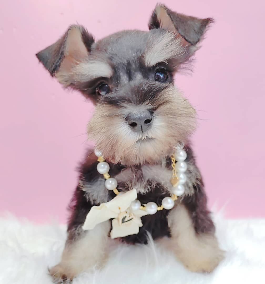 Schnauzer 雪纳瑞