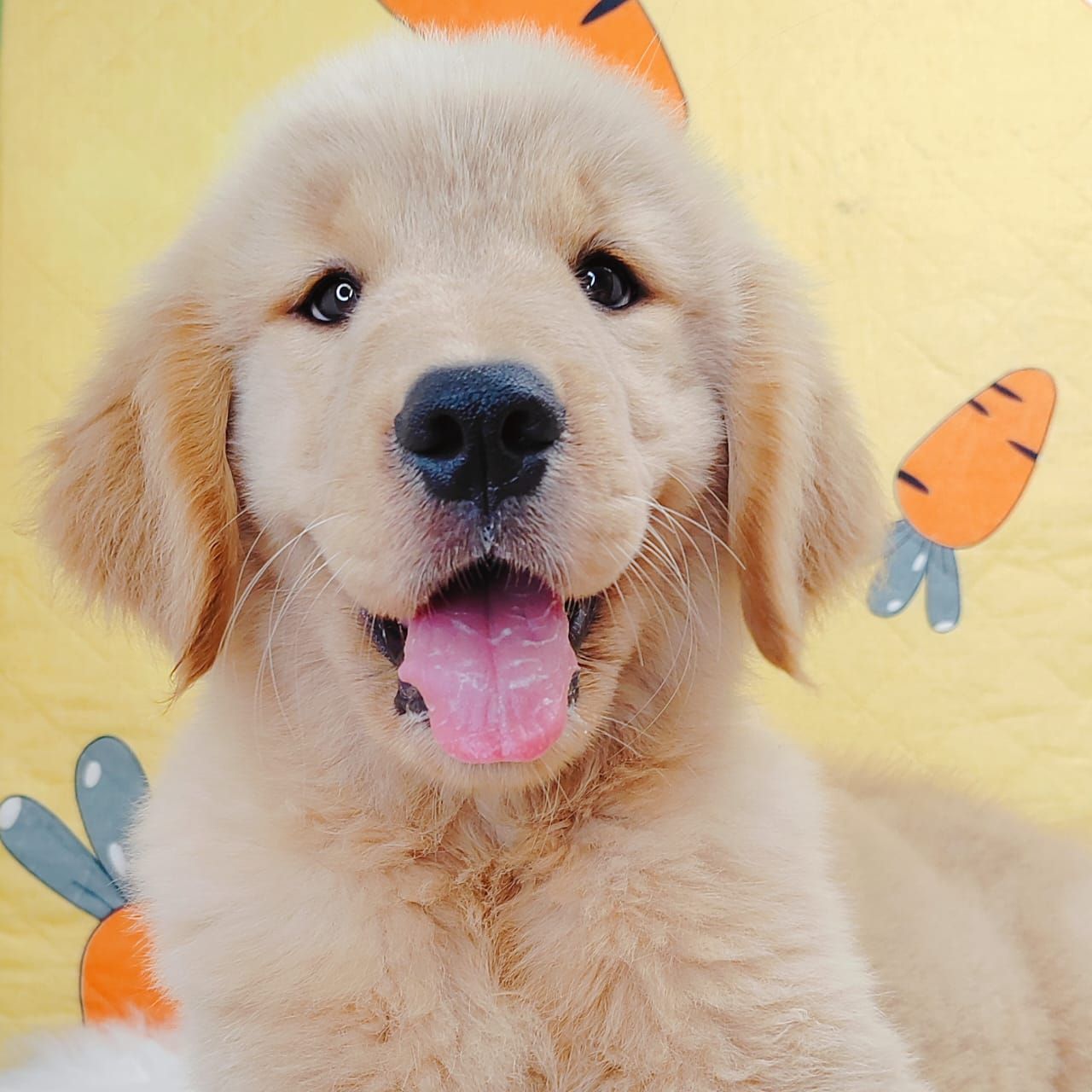 Golden Retriever 黄金猎犬