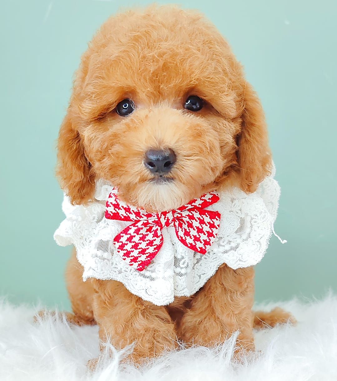 Maltipoo 马尔泰迪