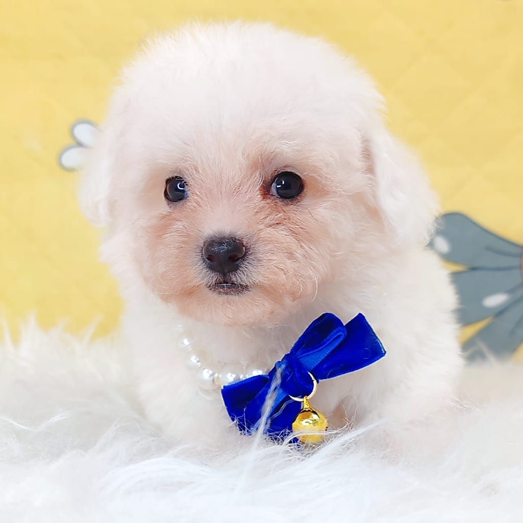 Bichon 比熊