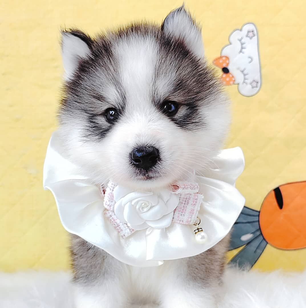 Wooly Husky 哈士奇