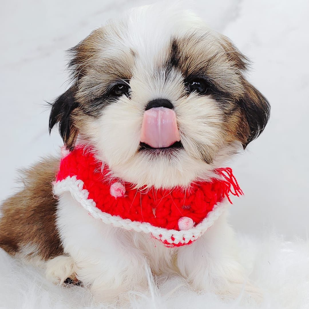 Shih Tzu 西施