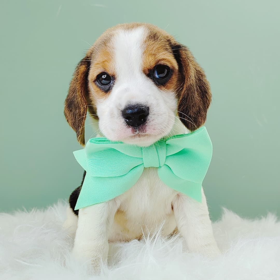 Beagle 米格鲁