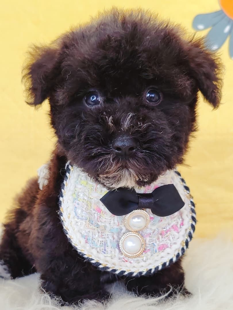 Poodle 娉拌开璐靛