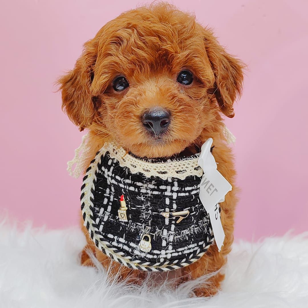 Poodle 娉拌开璐靛