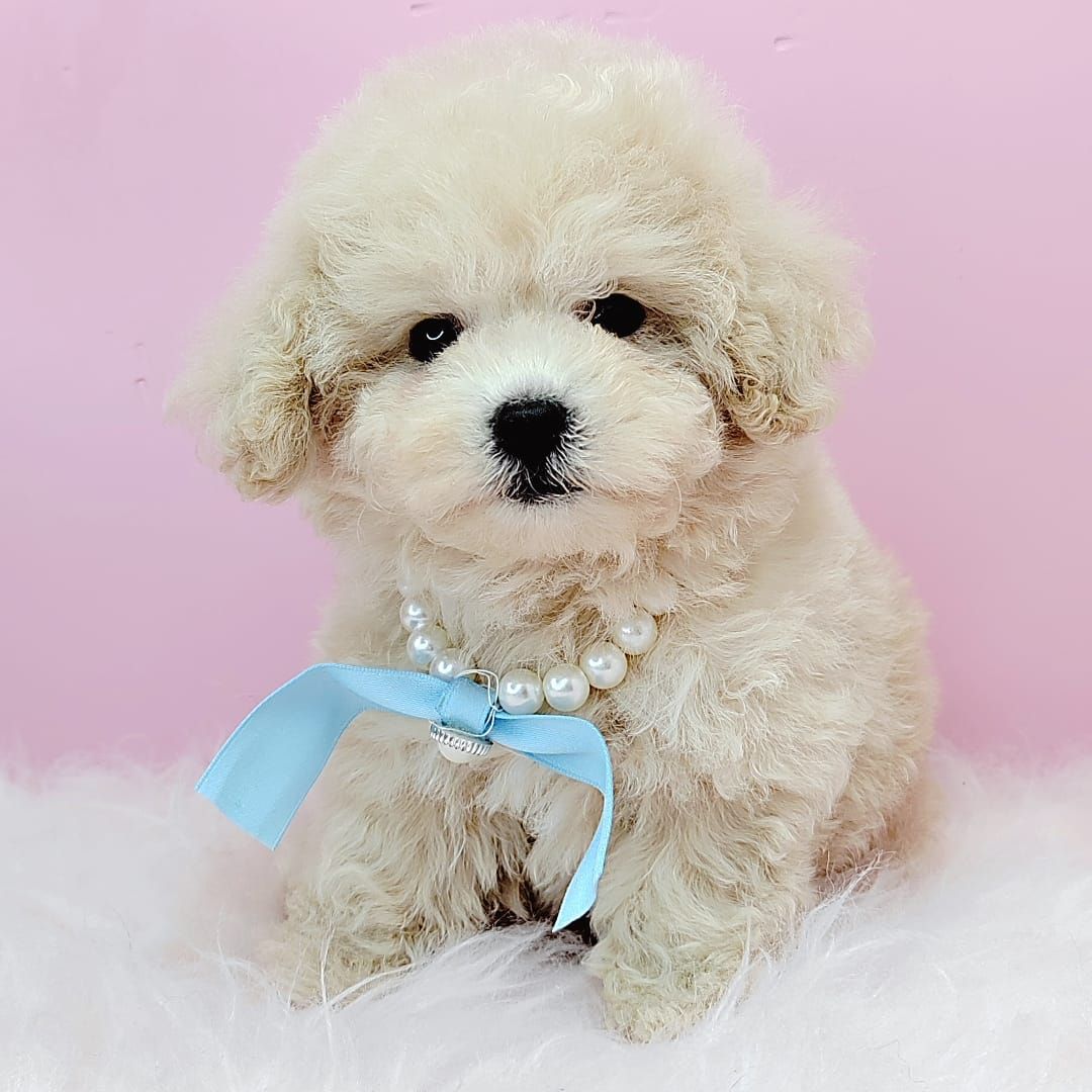 Poodle 娉拌开璐靛