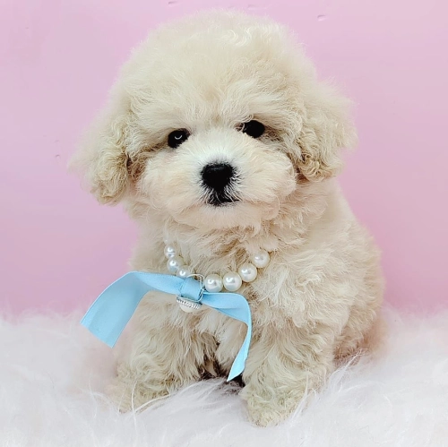 Poodle ̩Ϲ - FURGATHER DESTINY PET HOUSE