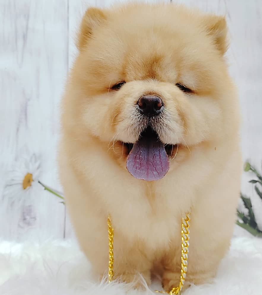 Chow Chow 松狮犬