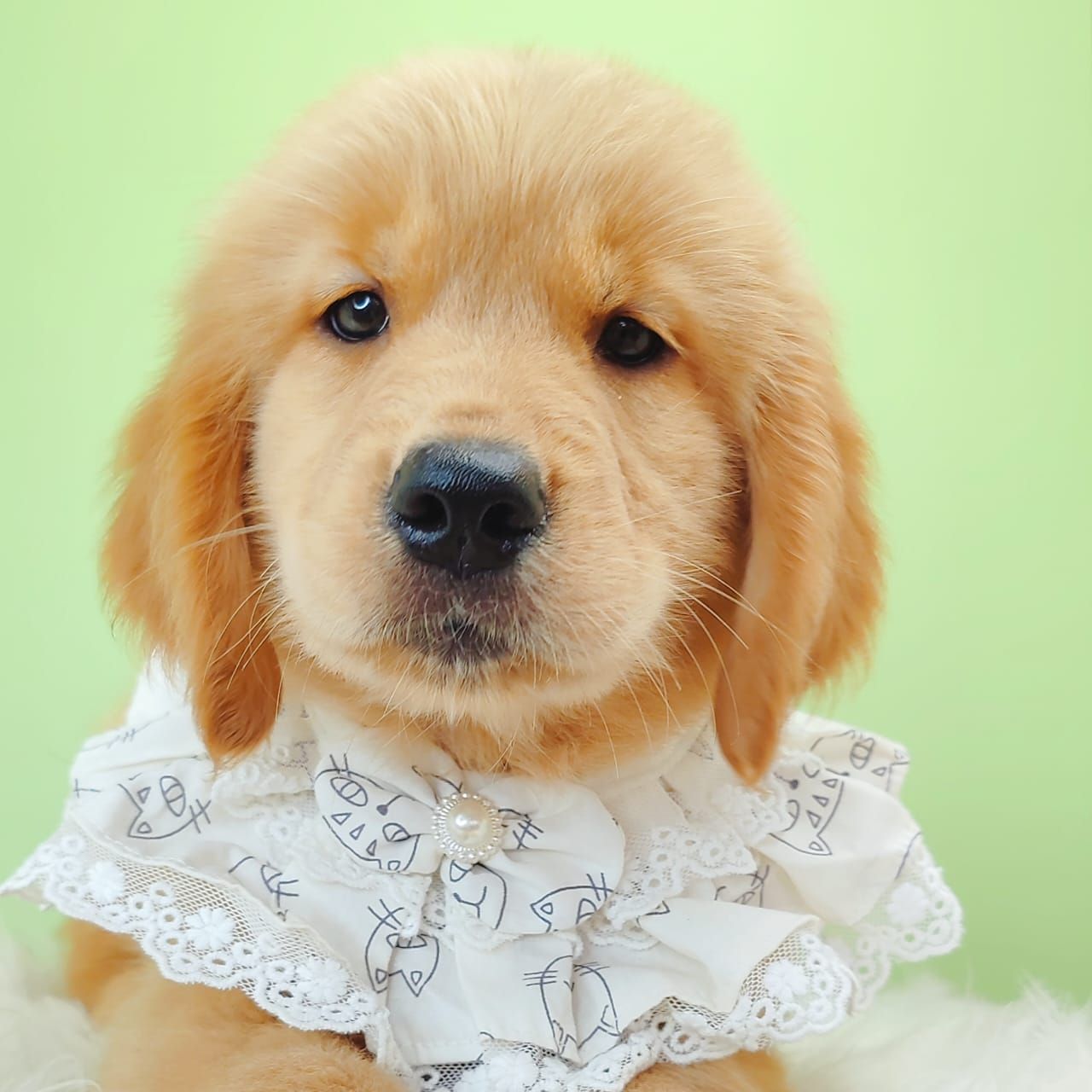 Golden Retriever 黄金猎犬