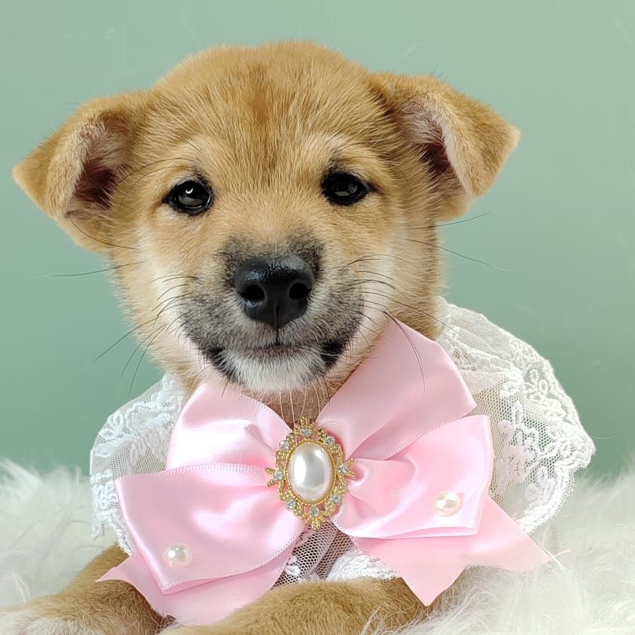 Shiba Inu 柴犬