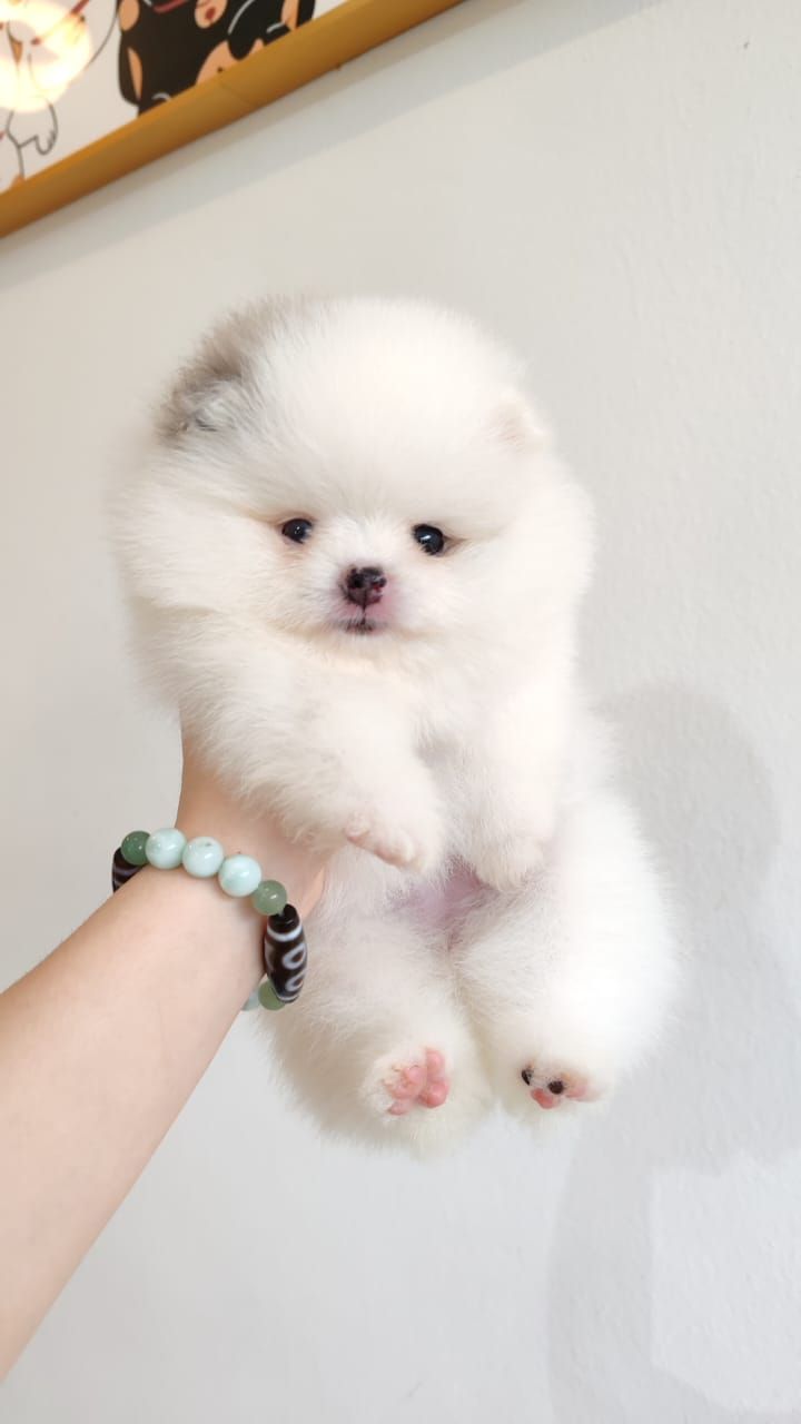 Pomeranian 博美