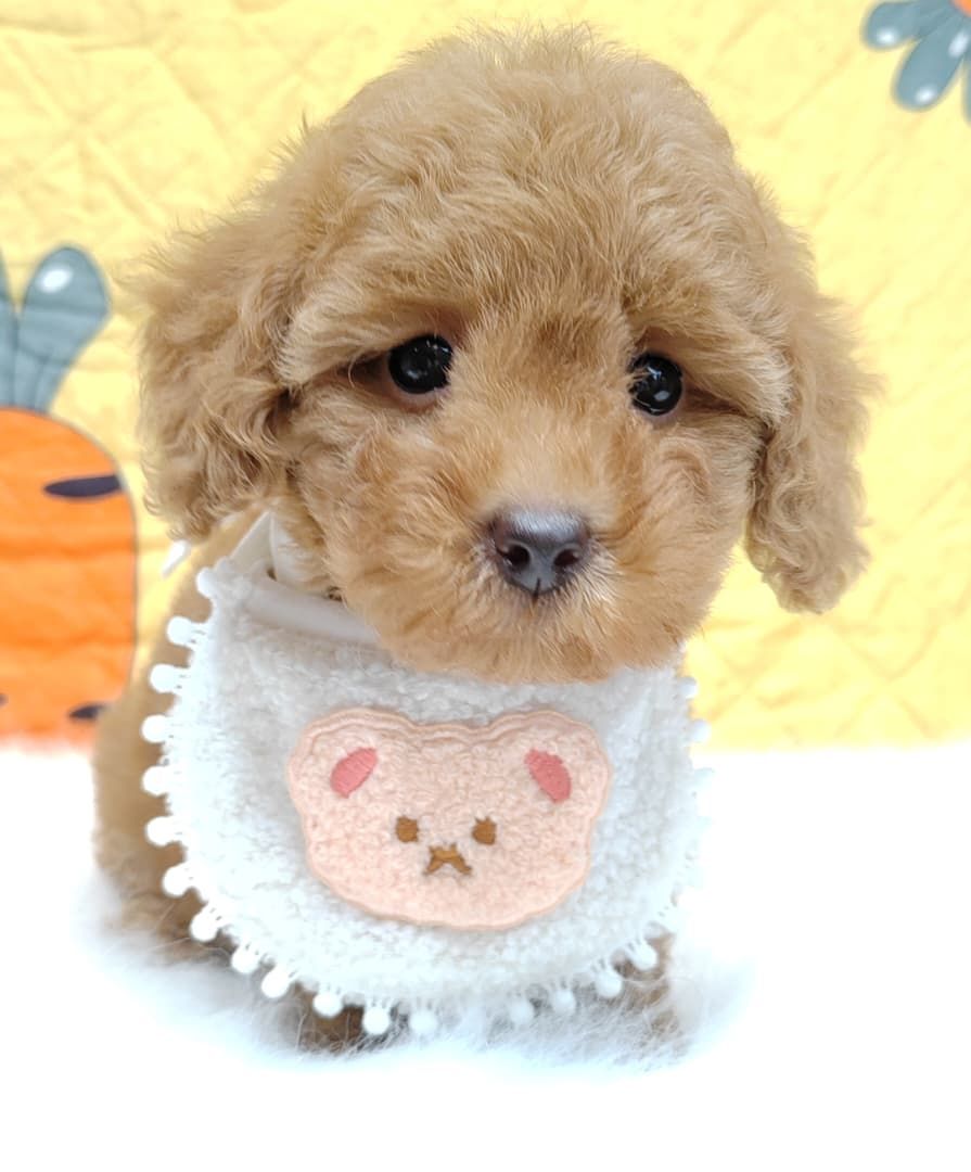 Poodle 娉拌开璐靛