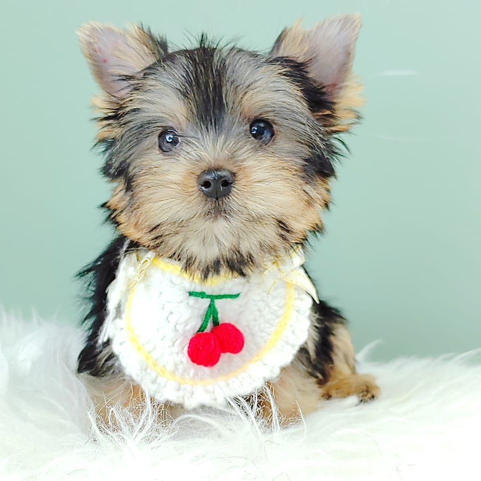 Yorkshire Terrier 约克夏
