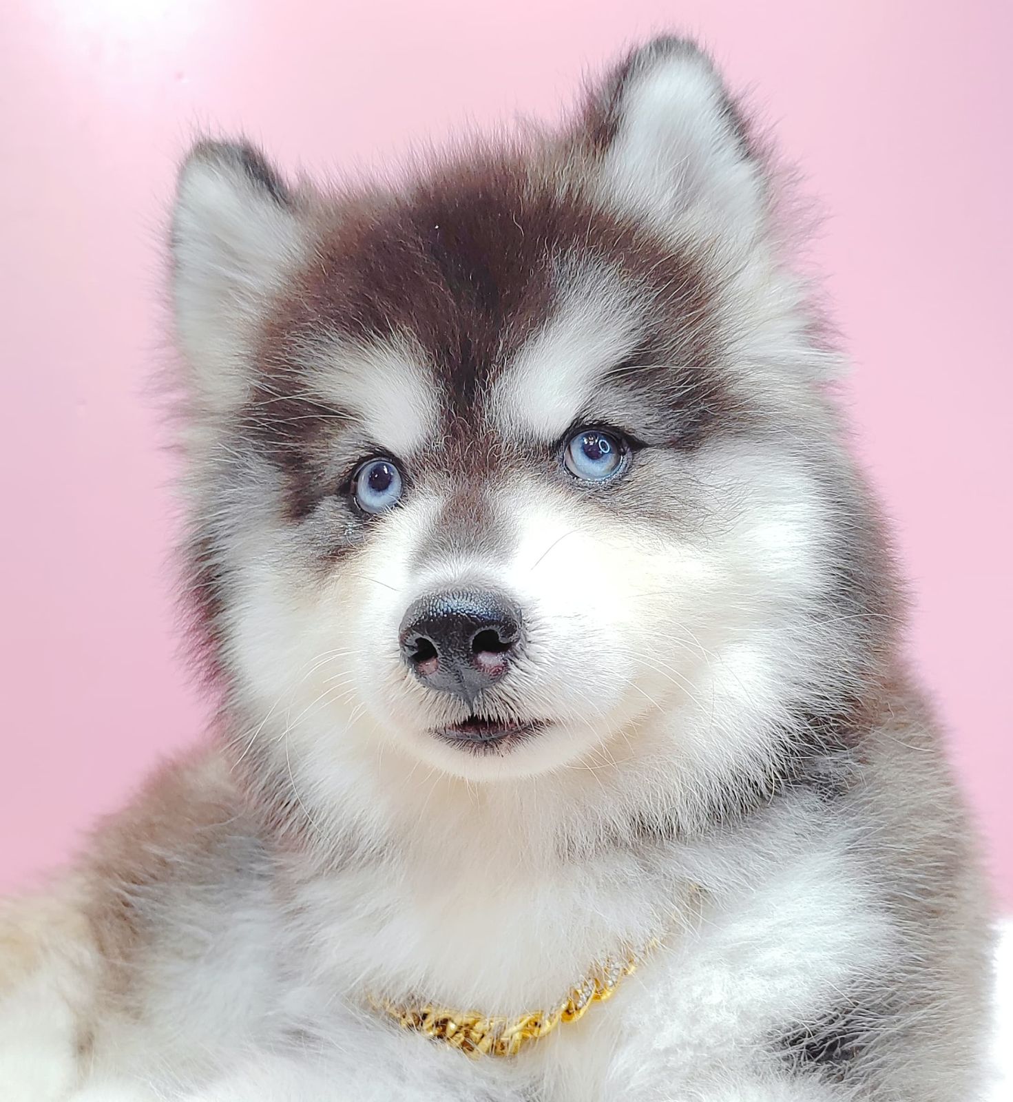 Wooly Alaskan 长毛哈士奇