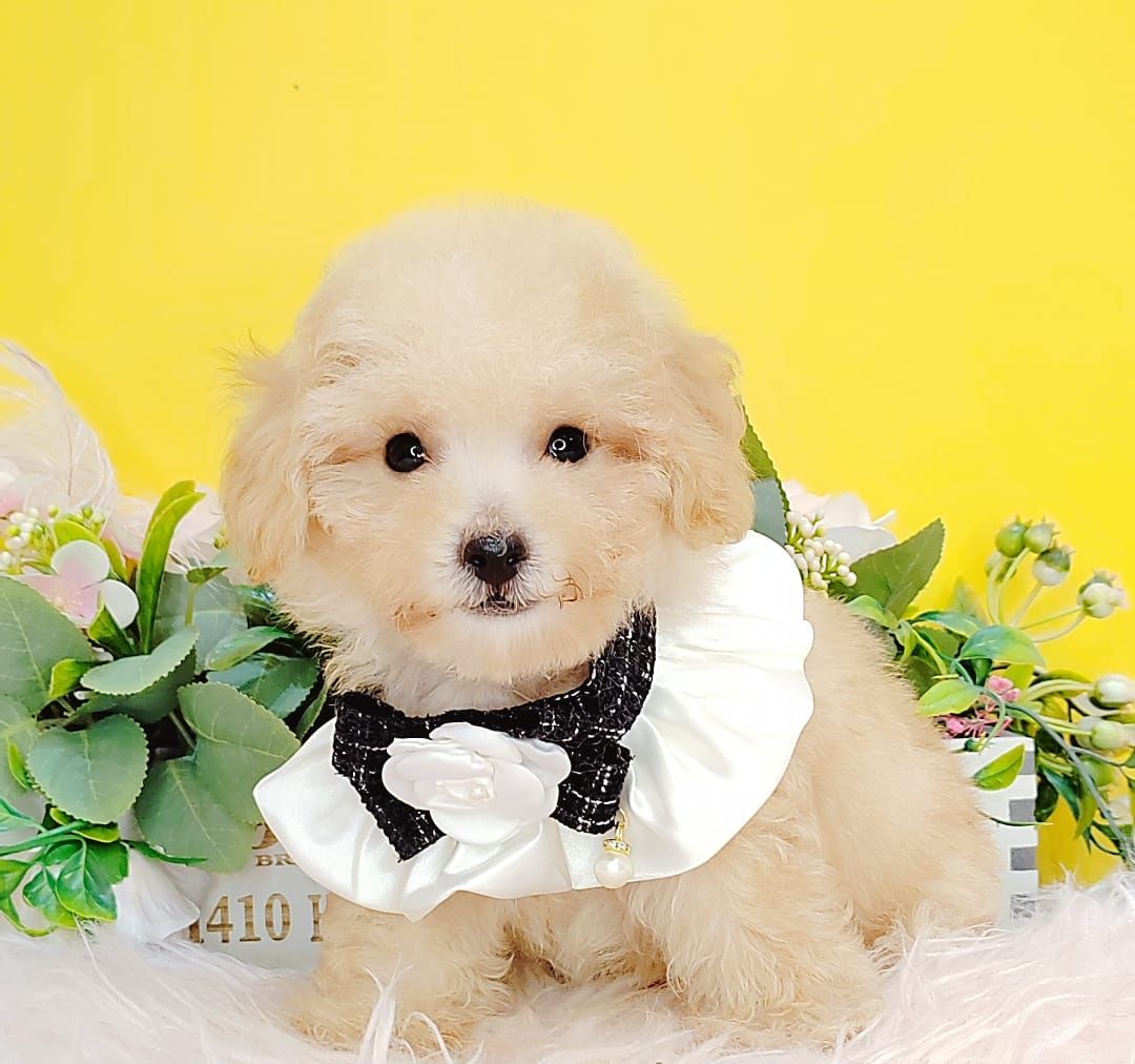 Poodle 娉拌开璐靛