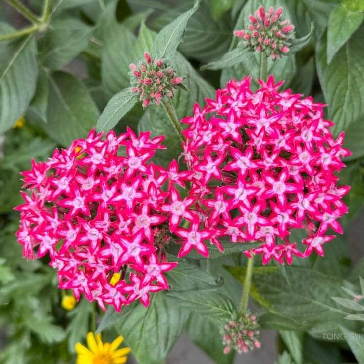 Pentas Lanceolata