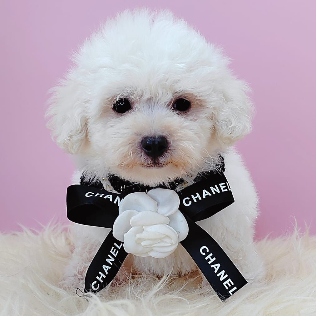 Poodle 娉拌开璐靛
