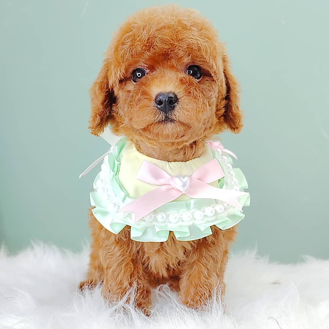 Poodle 娉拌开璐靛