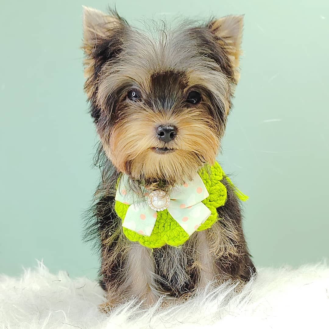 Yorkshire Terrier 约克夏
